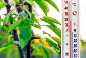 Pessoa segurando um termômetro com temperatura em torno de 20º frente a folhas de uma árvore.