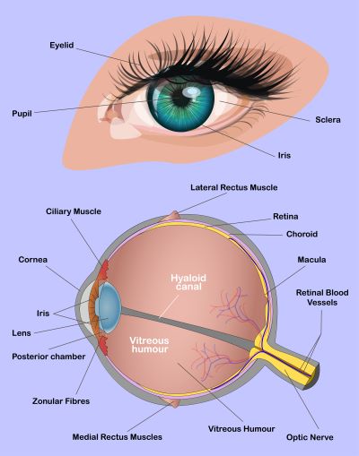 Imagem que destaca a anatomia do olho humano.