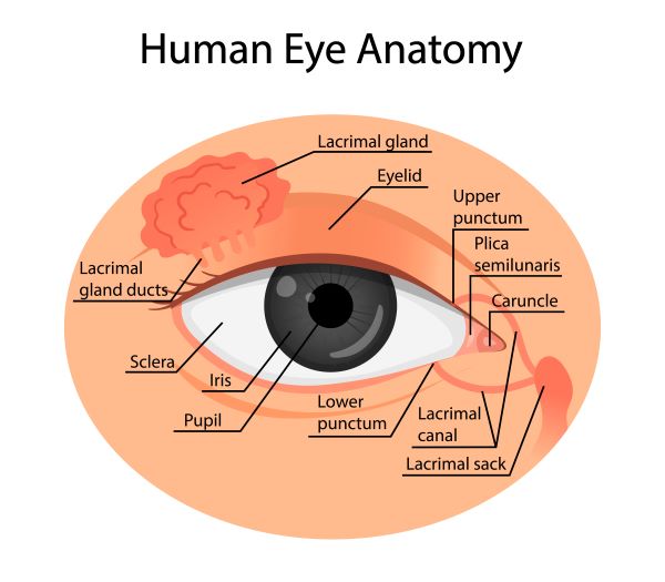 Anatomia do olho humano